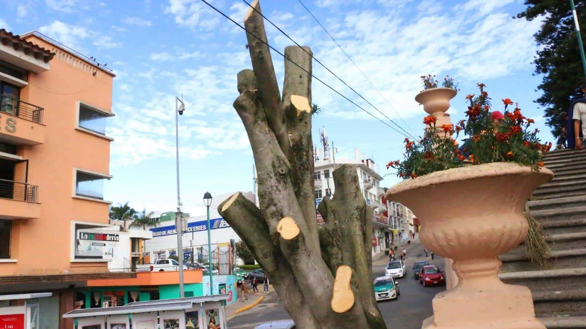 “Camellón en Resistencia” pide apoyo de biólogos por posible tala del árbol de la Pinacoteca  | DB